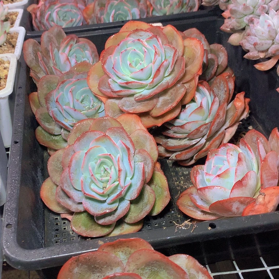 布鲁兰2456788990000000