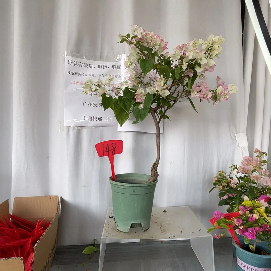 当前无花栽培后可以开花148口红桩