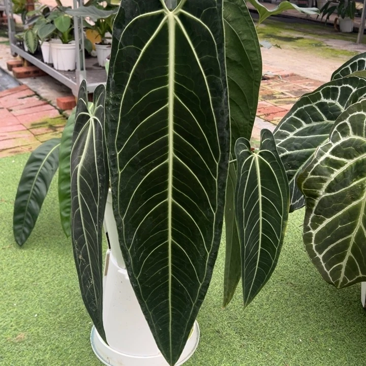 不开花植物进口黑窄火鹤后叶长70