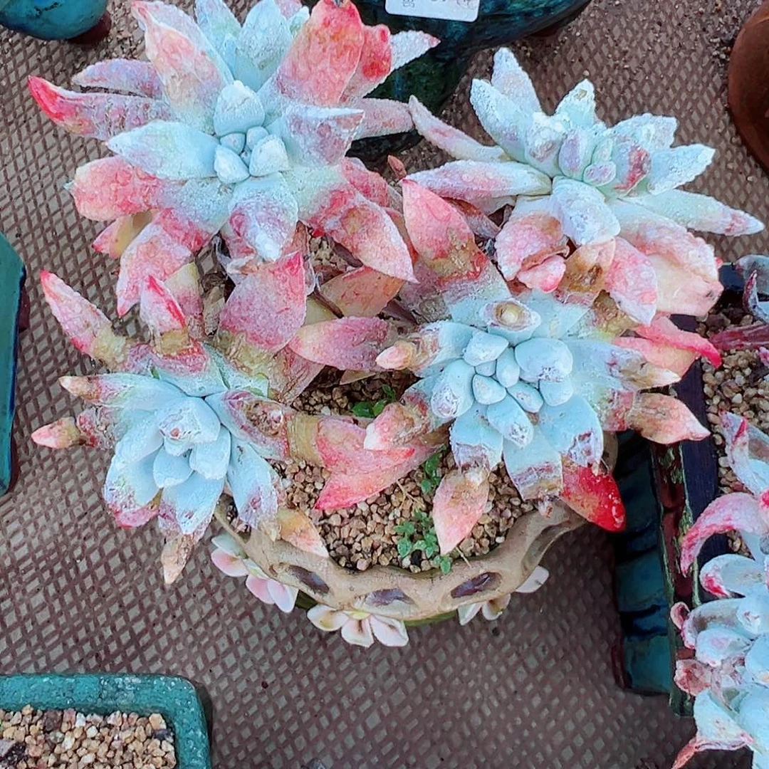 8135初霜苹果叶仙女杯