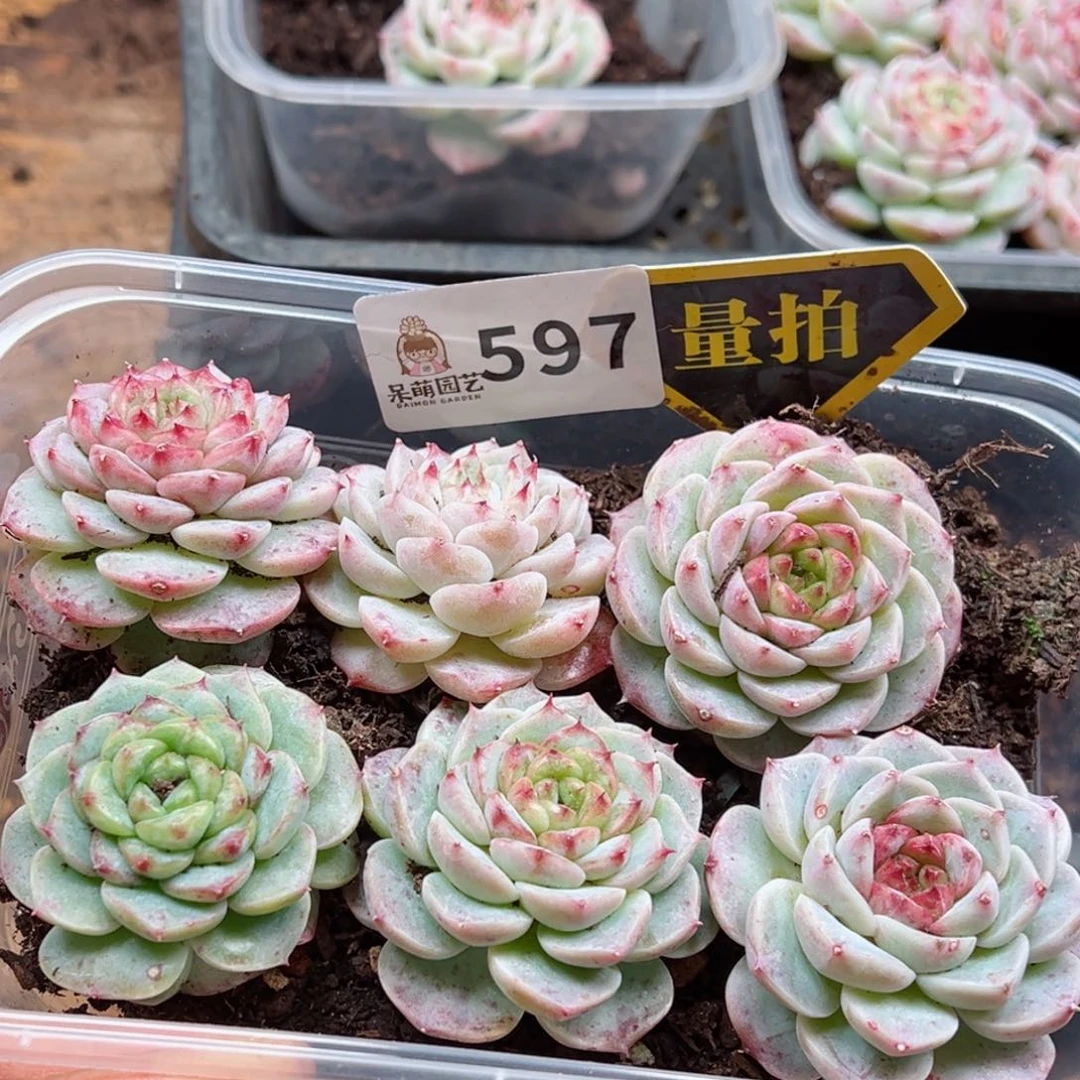 多肉植物多肉植物