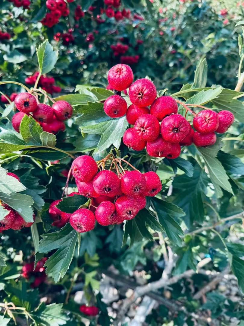 山东新鲜甜红子小山楂山楂鲜果山里红酸甜开胃山楂罐头糖葫芦