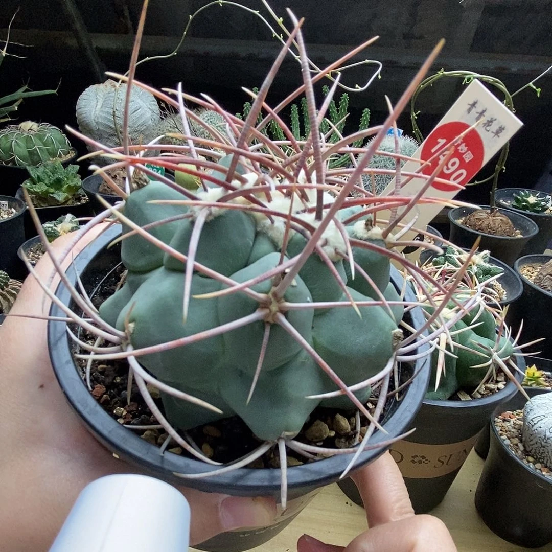 自根狂刺高木绯冠龙8.4cm