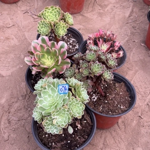 074多肉植物组合，