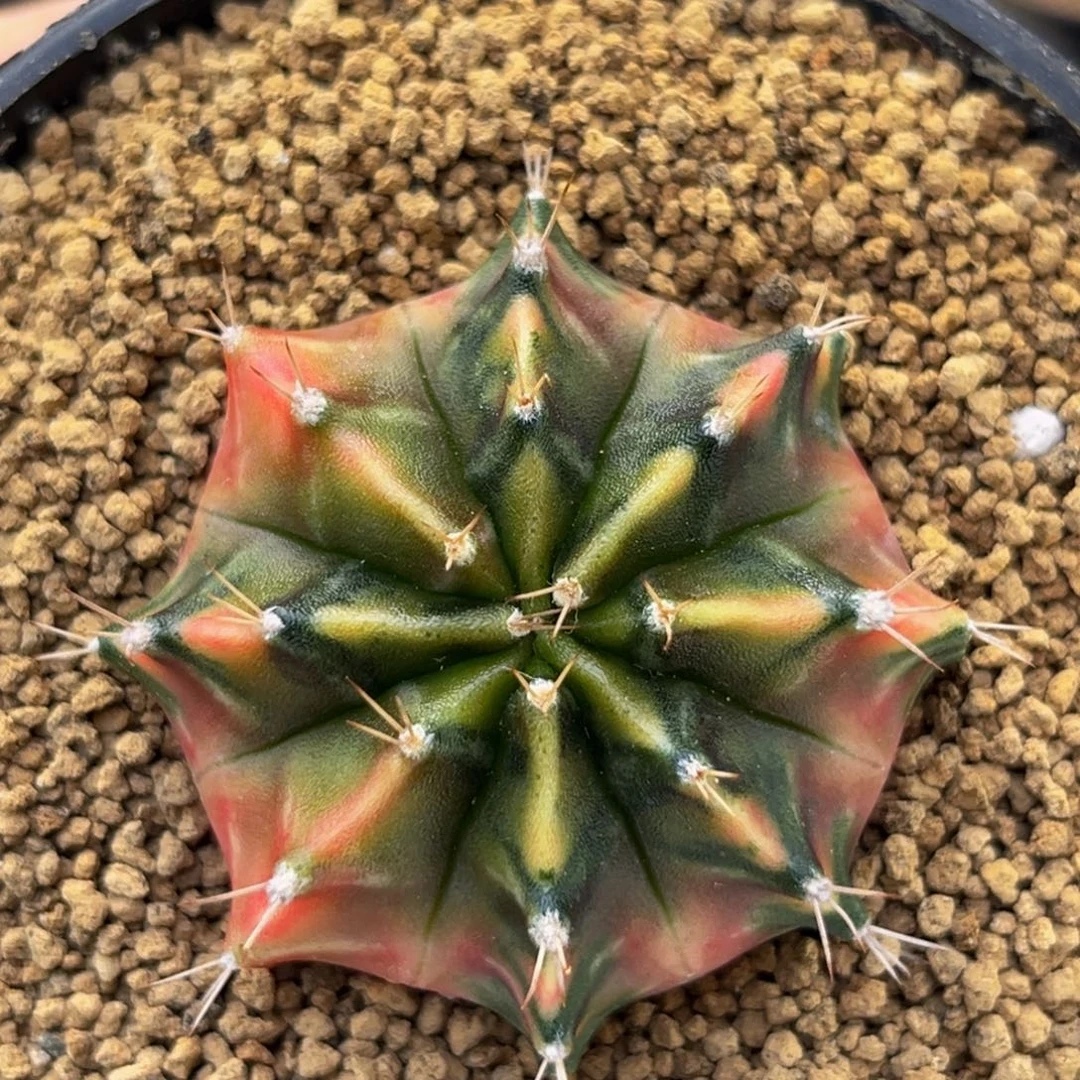 丘比特 米哈仙人球