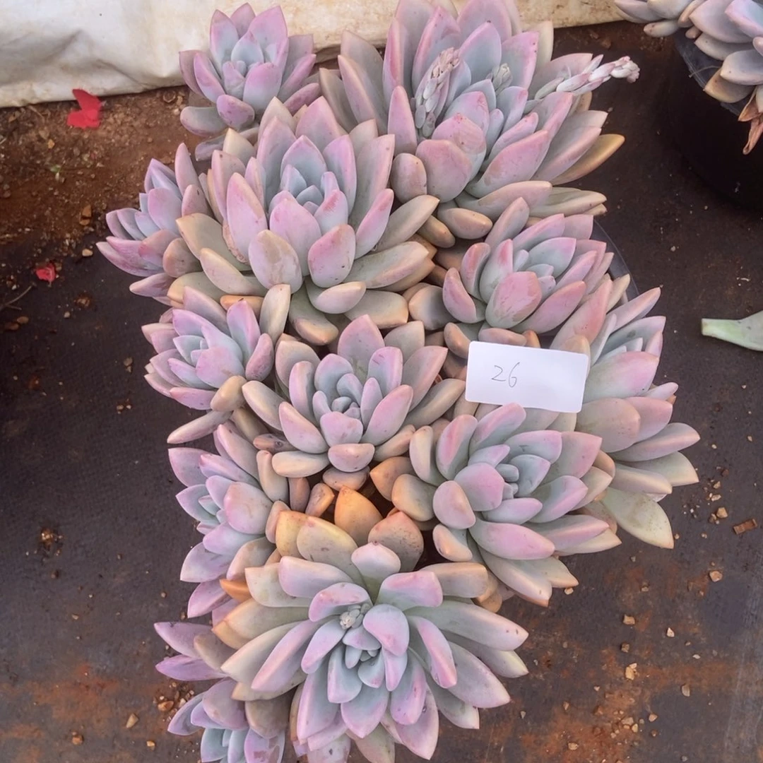 小***砖26 多肉多肉多肉多肉