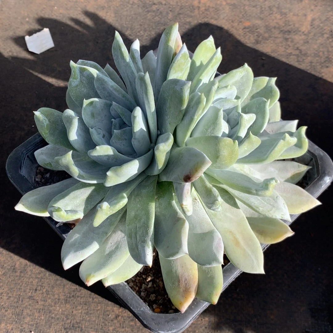 拇指杂，2月8日发货