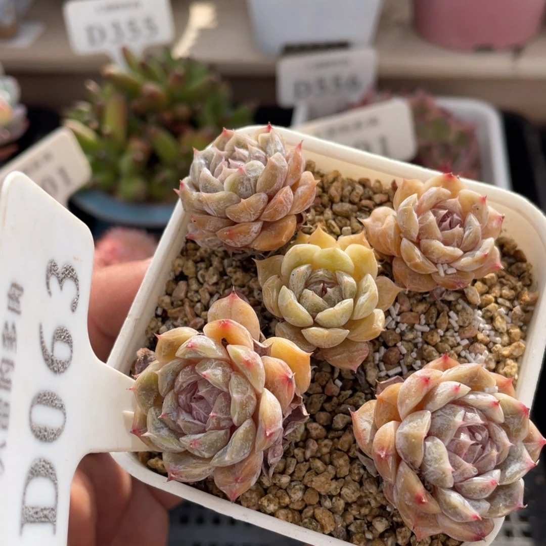 063玛丽贝尔不带盆8厘米