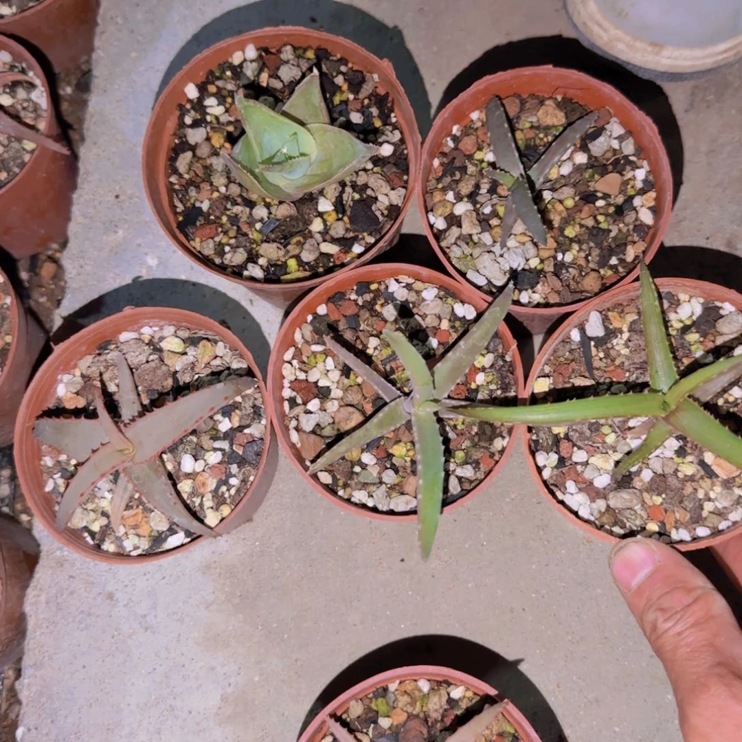 θ块根植物块根植物