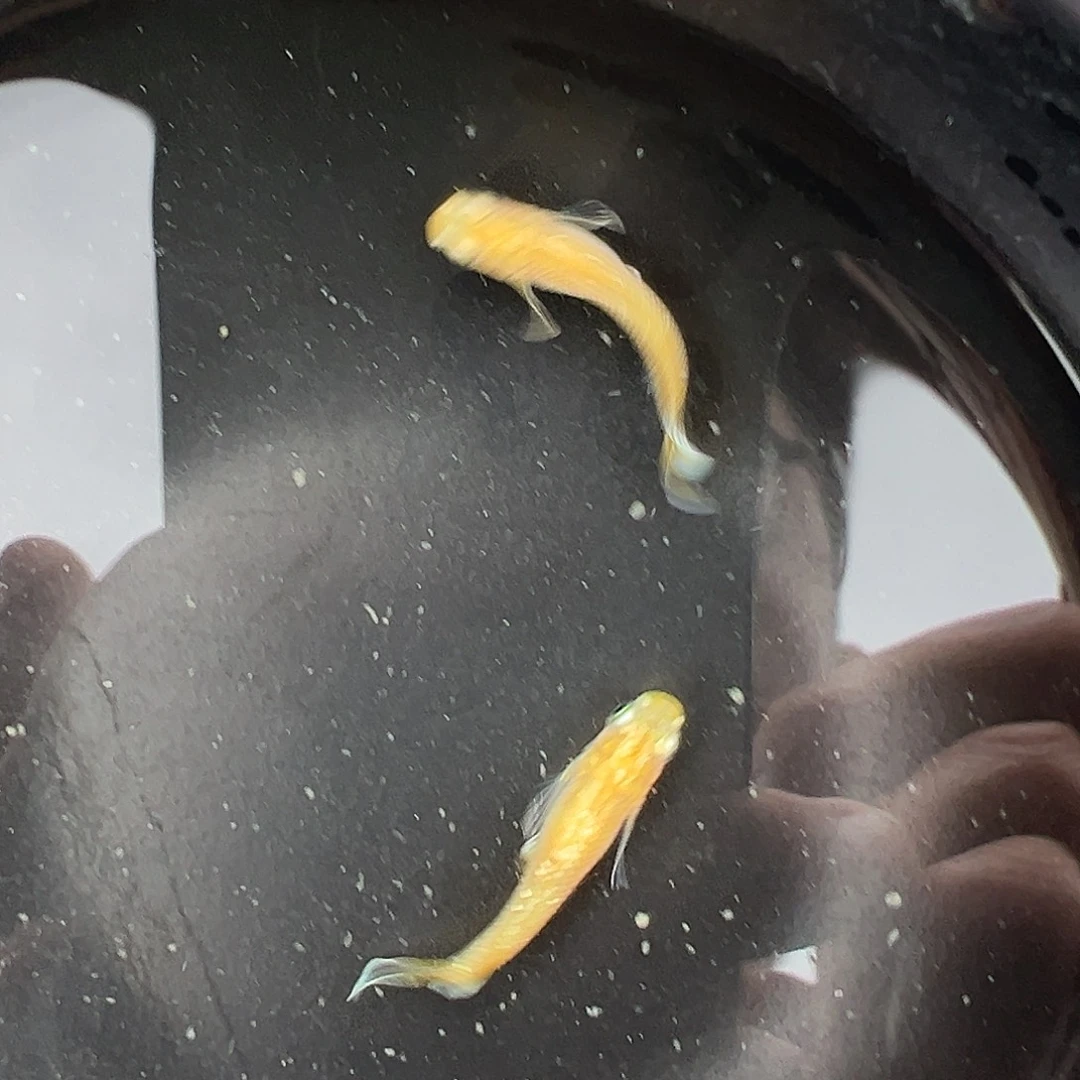 青鳉观背青鳉奶昔