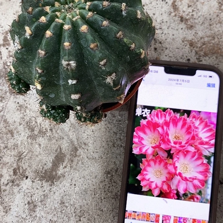 禅衣丽花，5-8公分左右