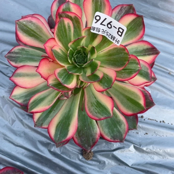 心*语976黑膜锦多肉12345678