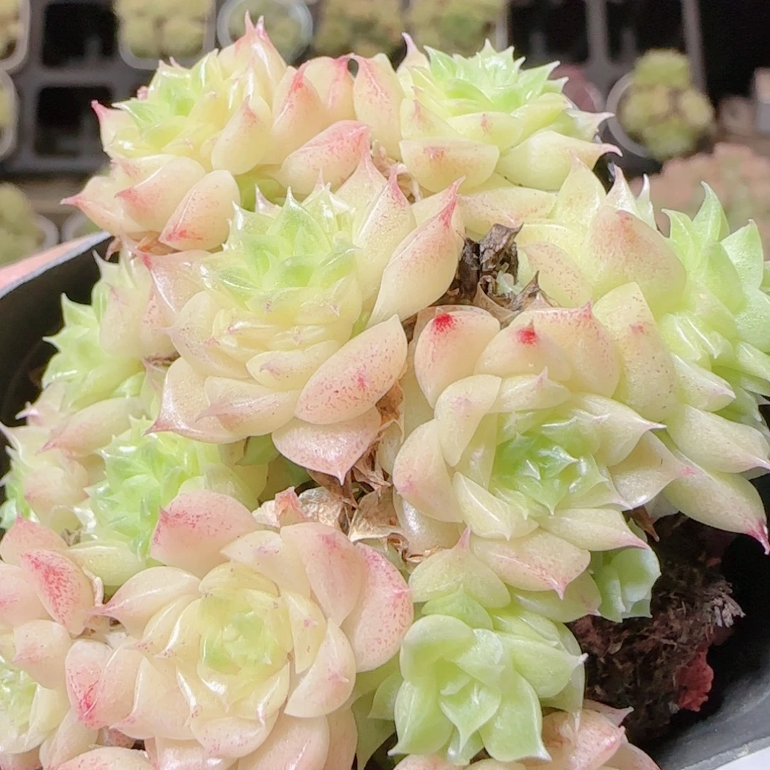 花语逸镜1114-127散