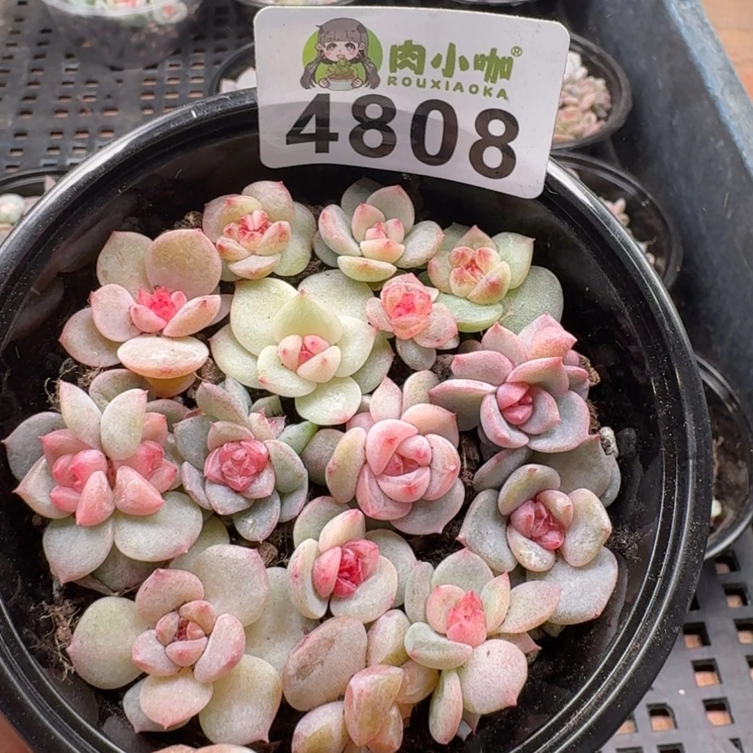 多肉植物多肉植物