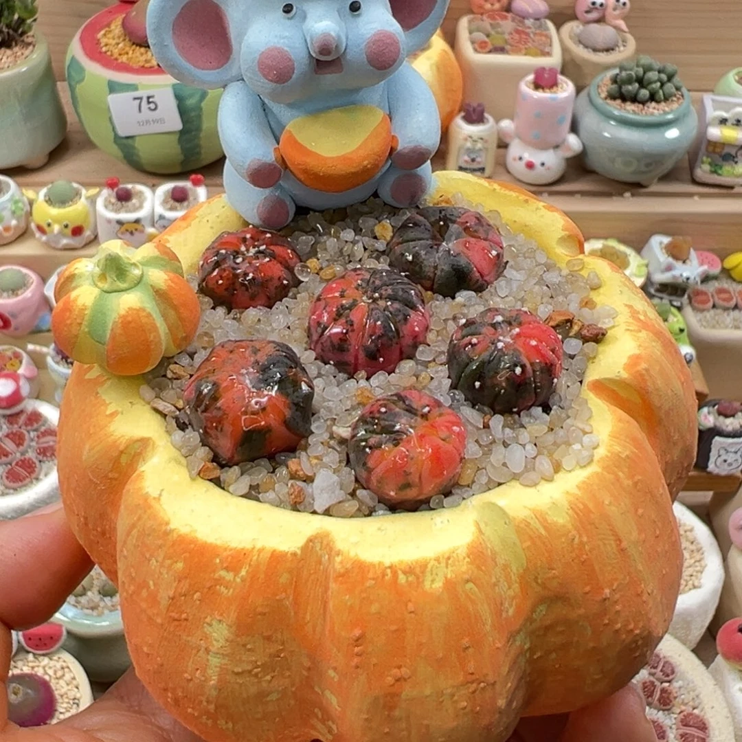 多肉植物97号兜锦