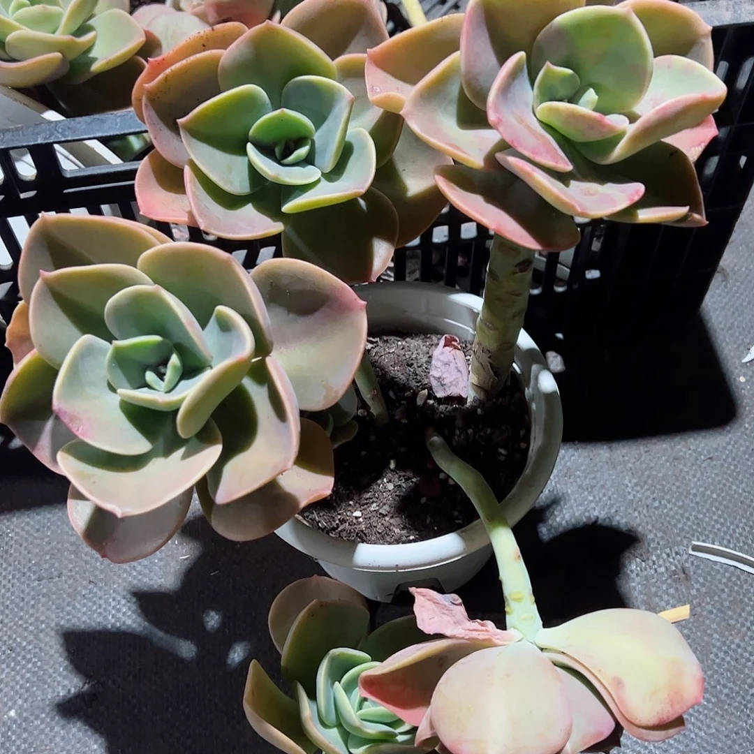 贺氏多头精控二盆