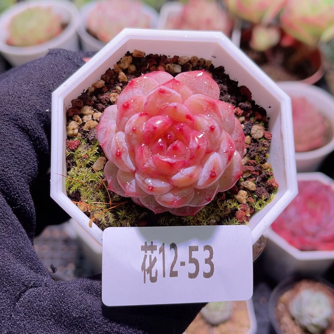 花利美12-53雪颜玉