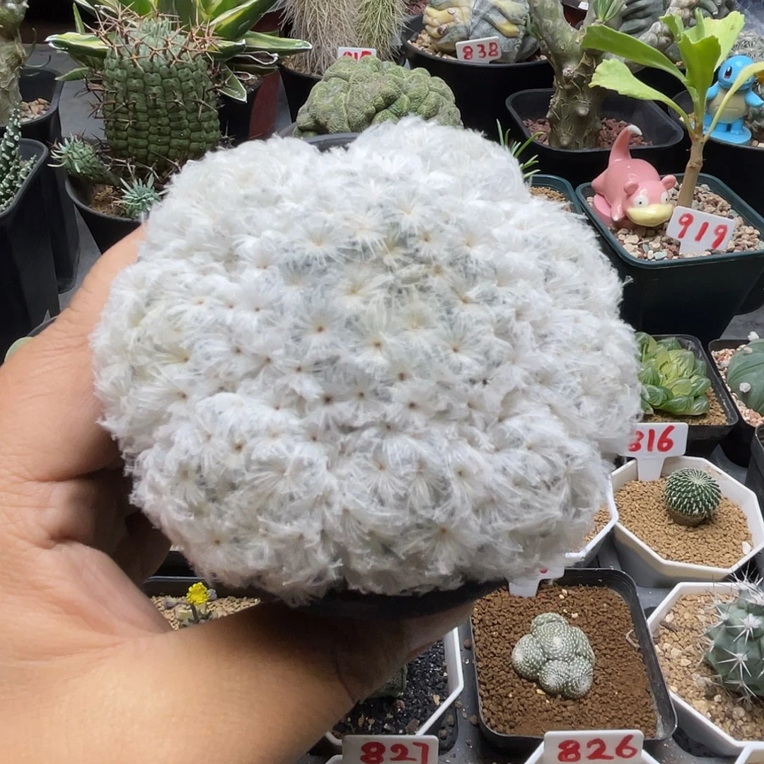 实生日系超白佛头白星群 带盆包邮