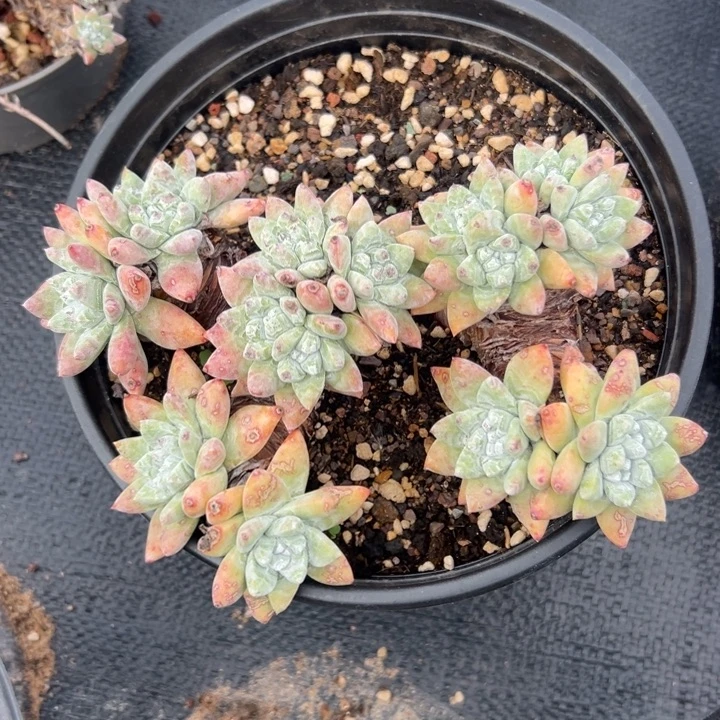 瑞吉娜～一物一拍268