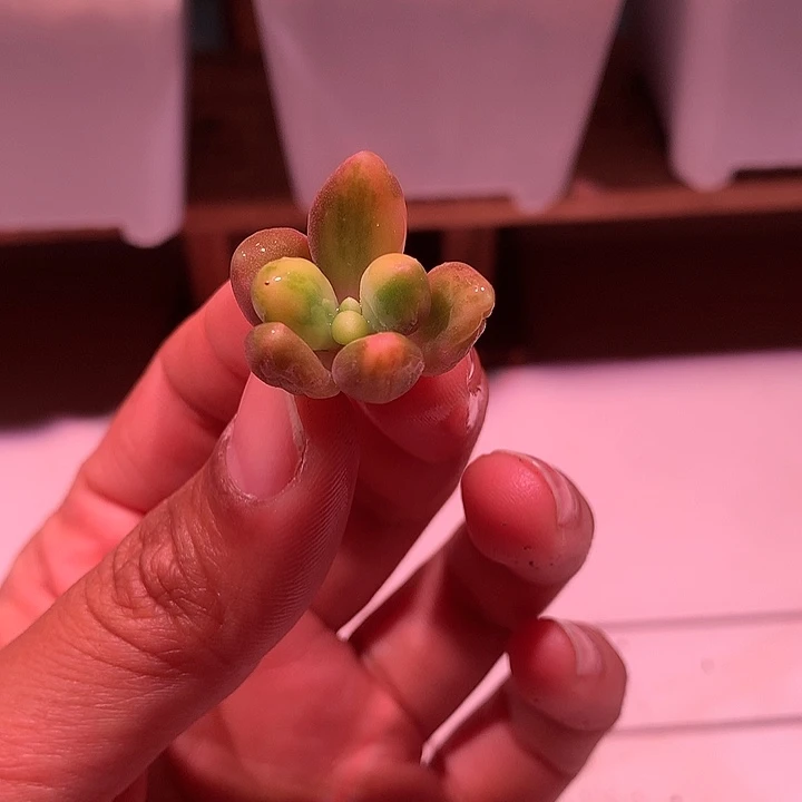芒果奶锦锦锦锦锦锦