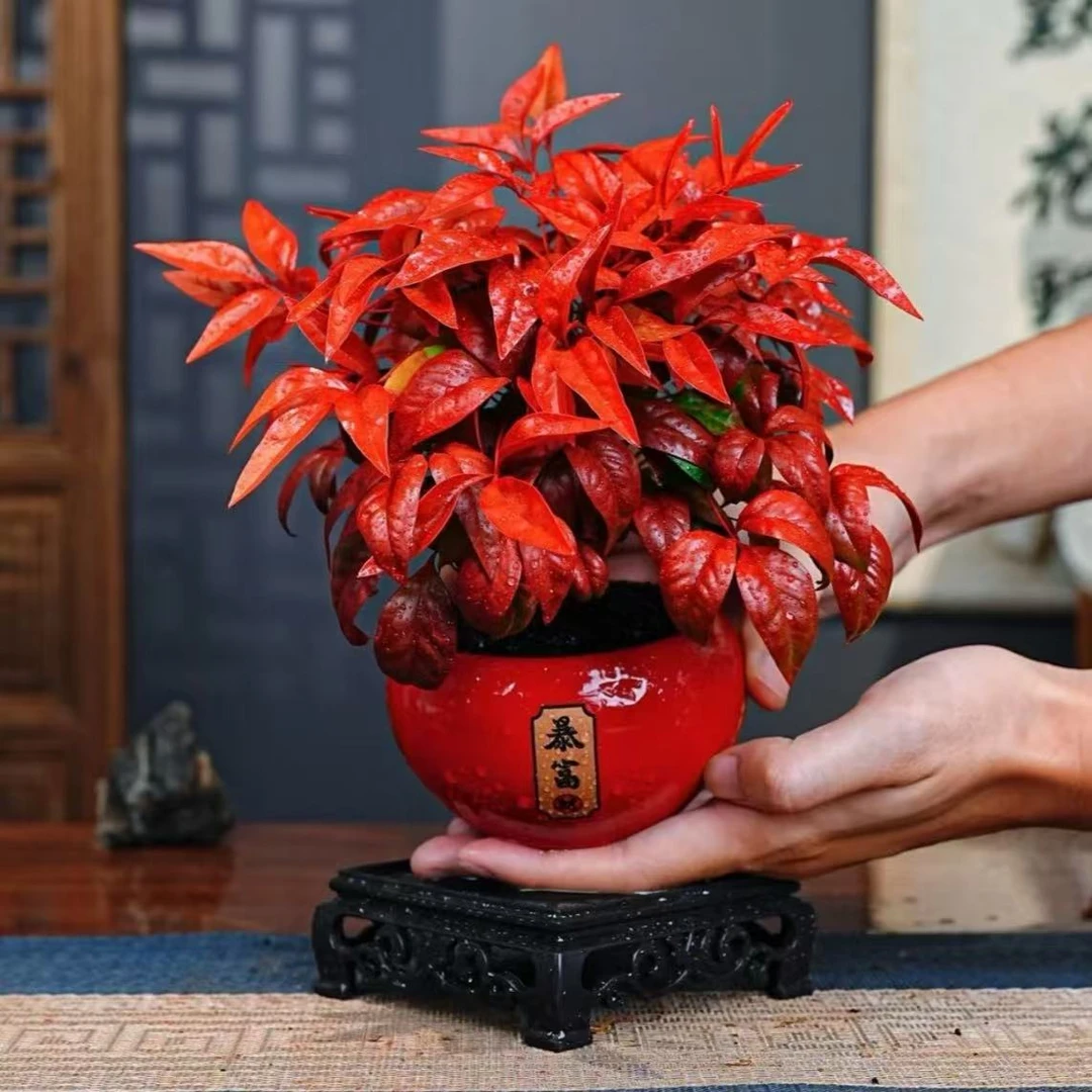 （越冷越红年宵花）耐寒又好看的火焰南天竹年宵花室内盆栽植物