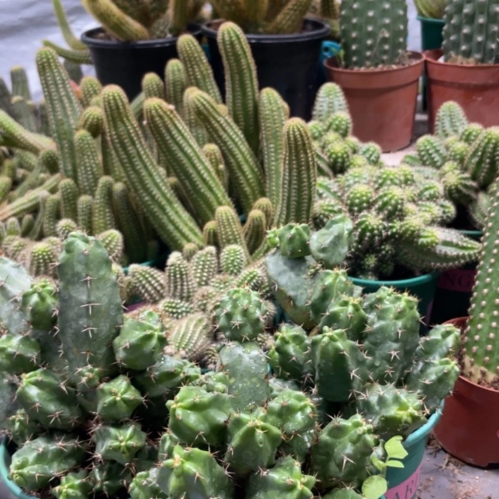 群生新品红花美花角一杯