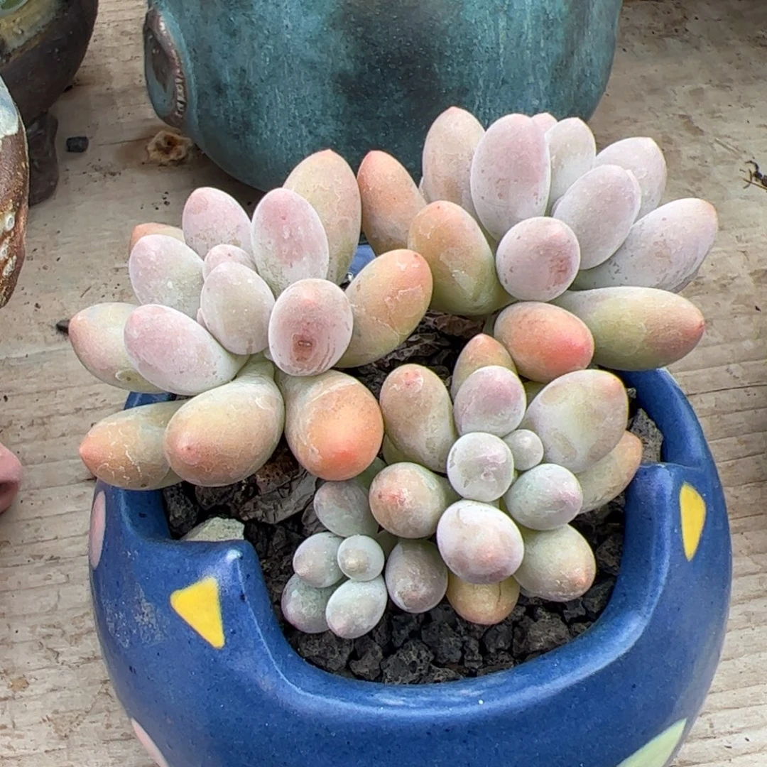 汤圆小群生多肉植物