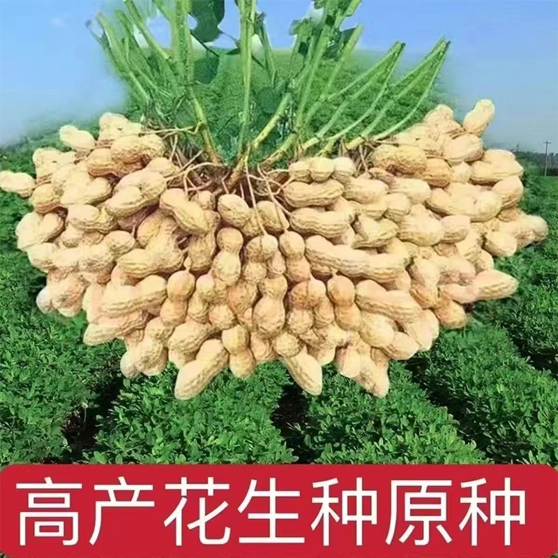 【超高产花生种子】大粒花生新种子薄皮早熟矮杆农科院种籽批发
