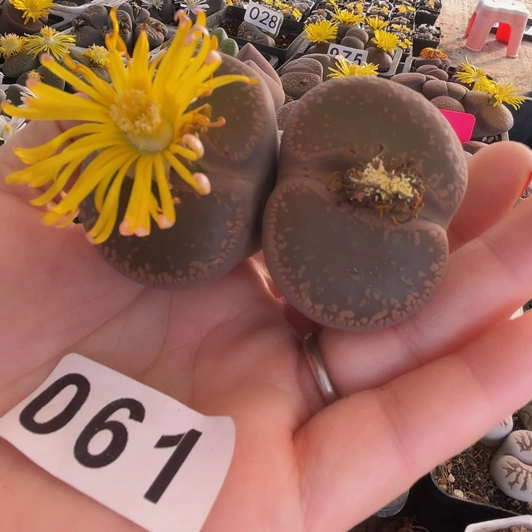 生石花一颗冠服6.7公分061