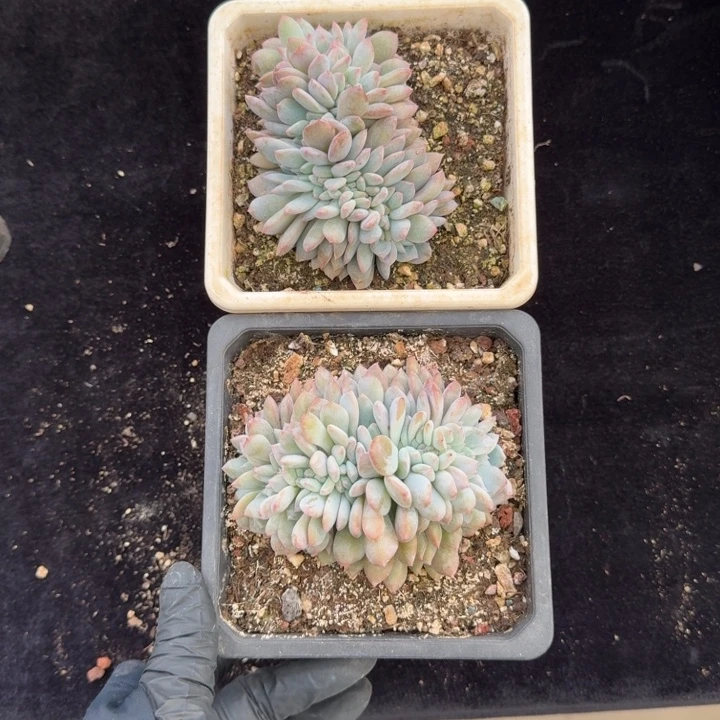萍***萍两颗一起的一物一拍的