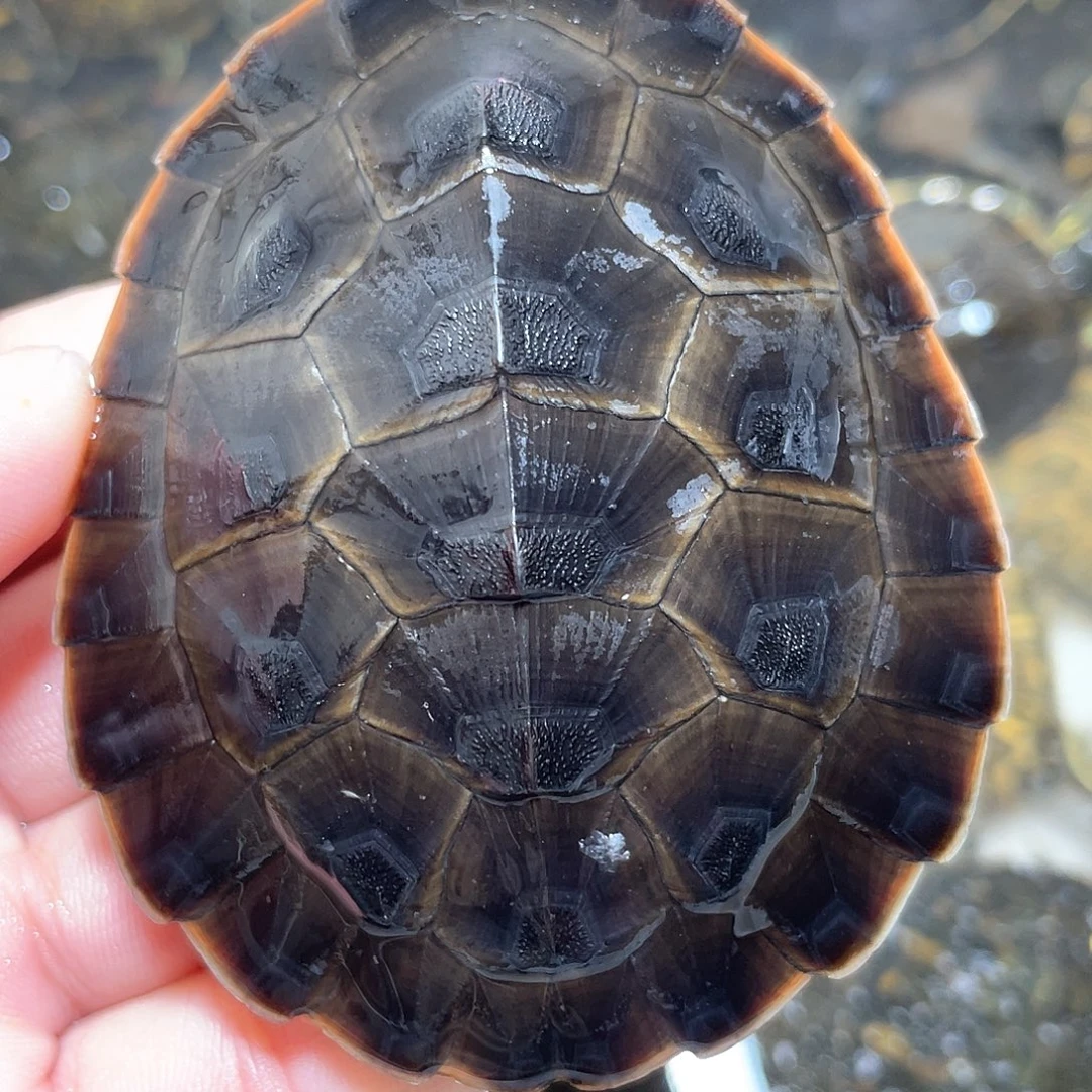 宠物龟不分公母7.8