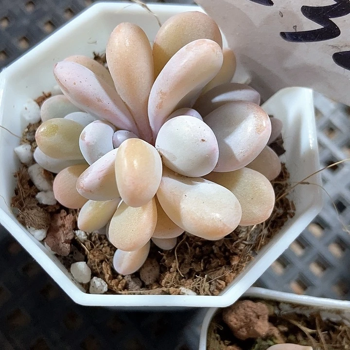 多肉植物粉兔五头1232