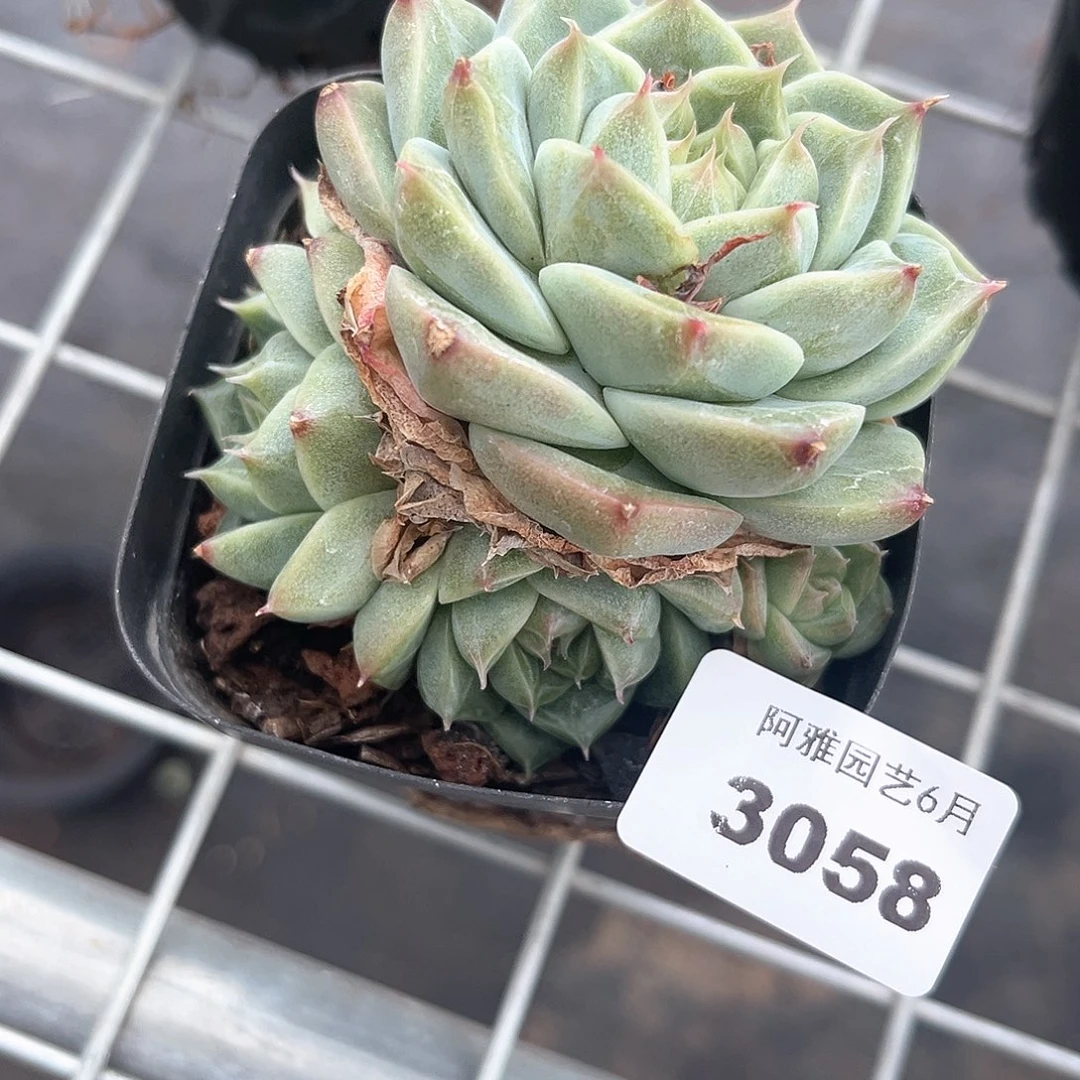 阿雅园艺。     3058麦秆