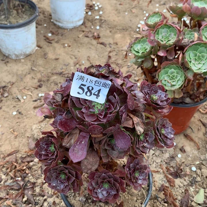 584黑魔手捧1号棚