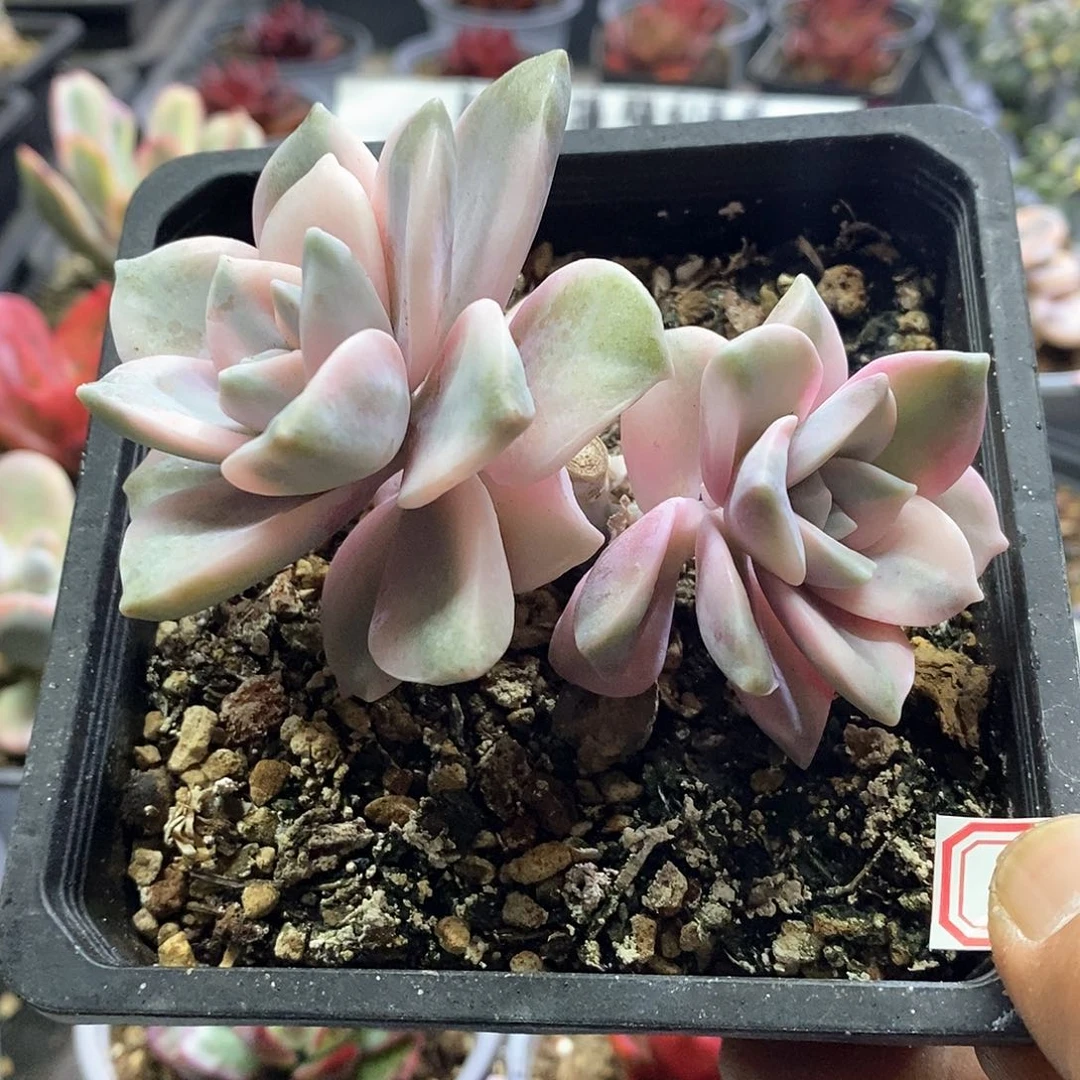 1543紫乐锦双头多肉