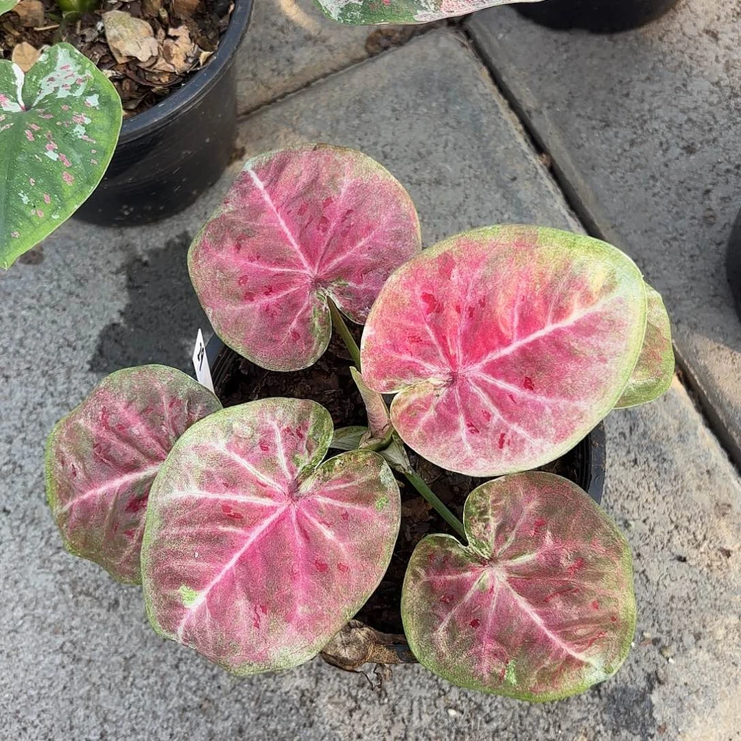 泰国彩叶芋487-0129