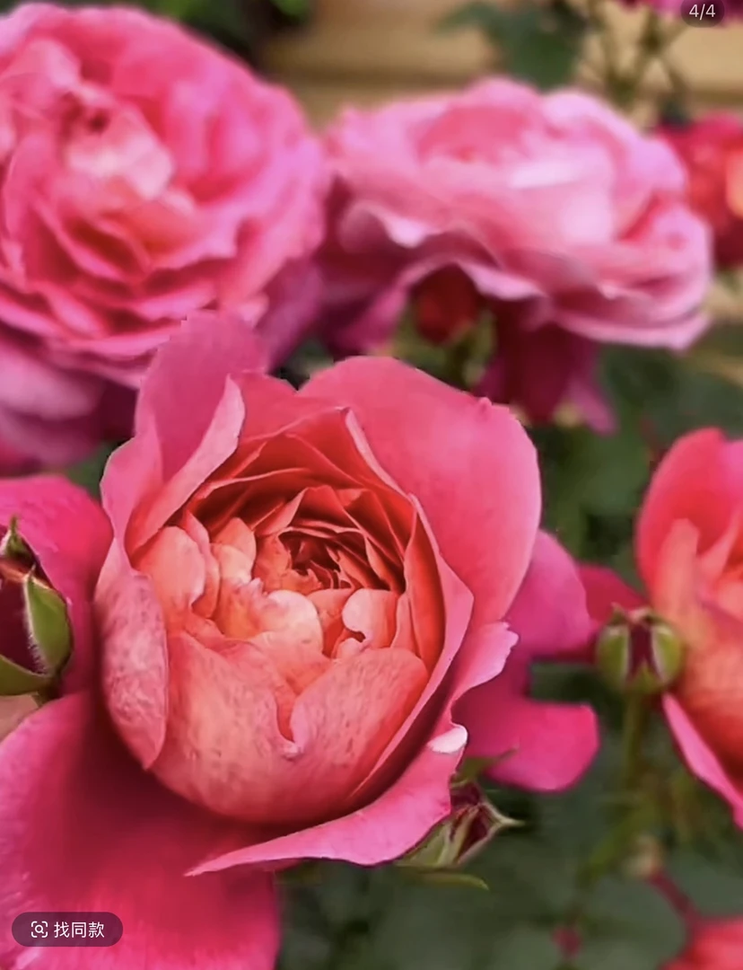 180盆果汁美人月季四季勤花丰花盆栽地栽室内室外庭院阳台好养活