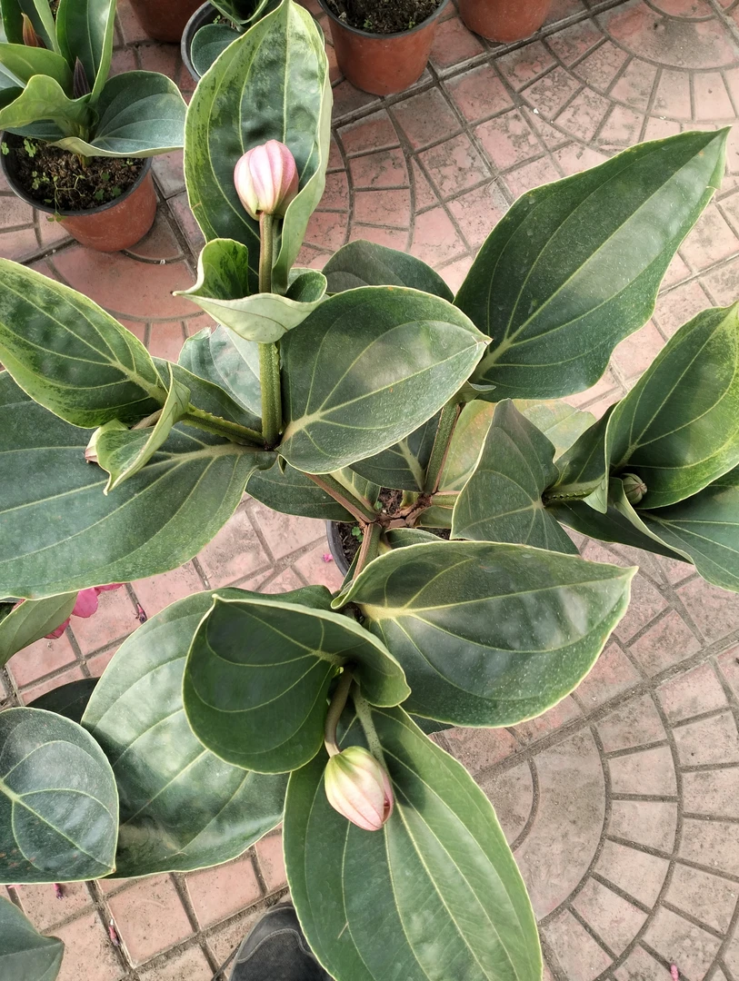 宝莲灯盆栽带花苞室内高档多年生木本植物红色绿植适合客厅