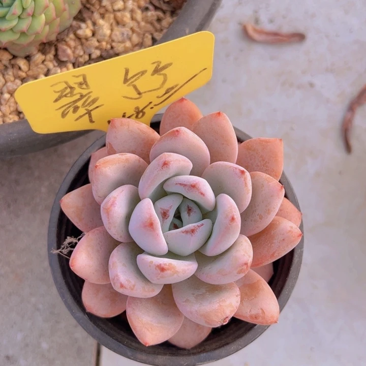 健健康康平平安安