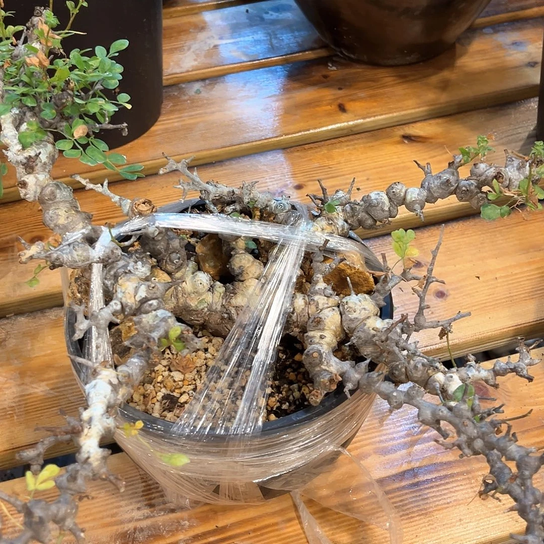 潮流植物 念珠橄榄
