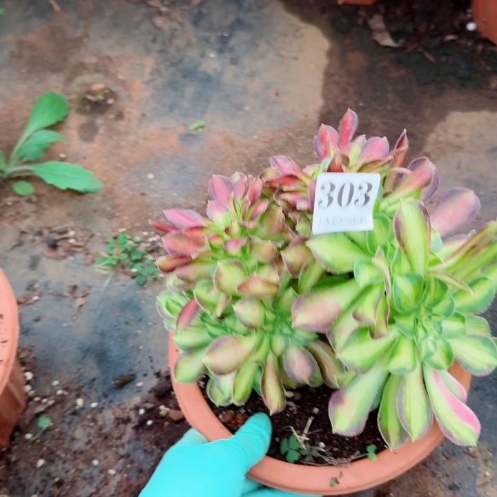 303 韶华缀化多肉植物满28包邮
