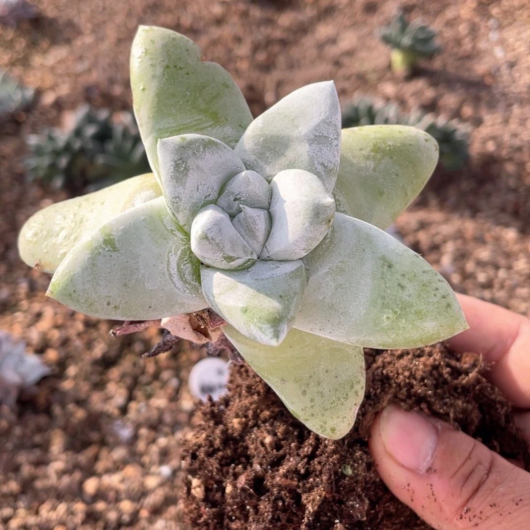 星星拇指大粗桩福利