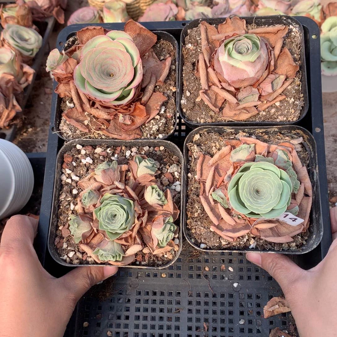 2814 会掉侧芽不售后