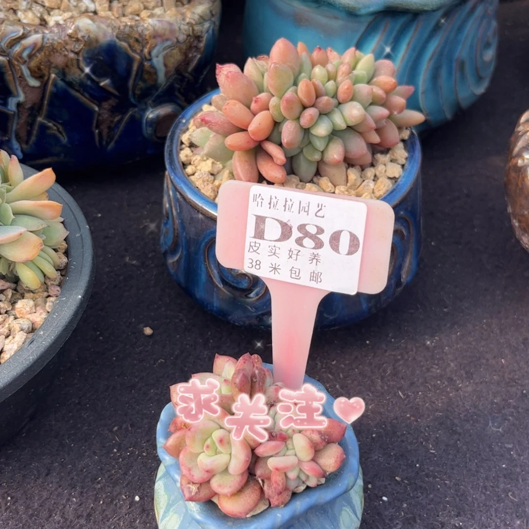 小**.多肉植物爱丽儿。缀