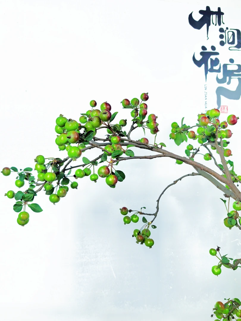 多依果自然感鲜切花材