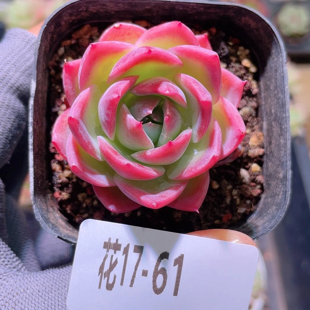 花利美17-61孤星