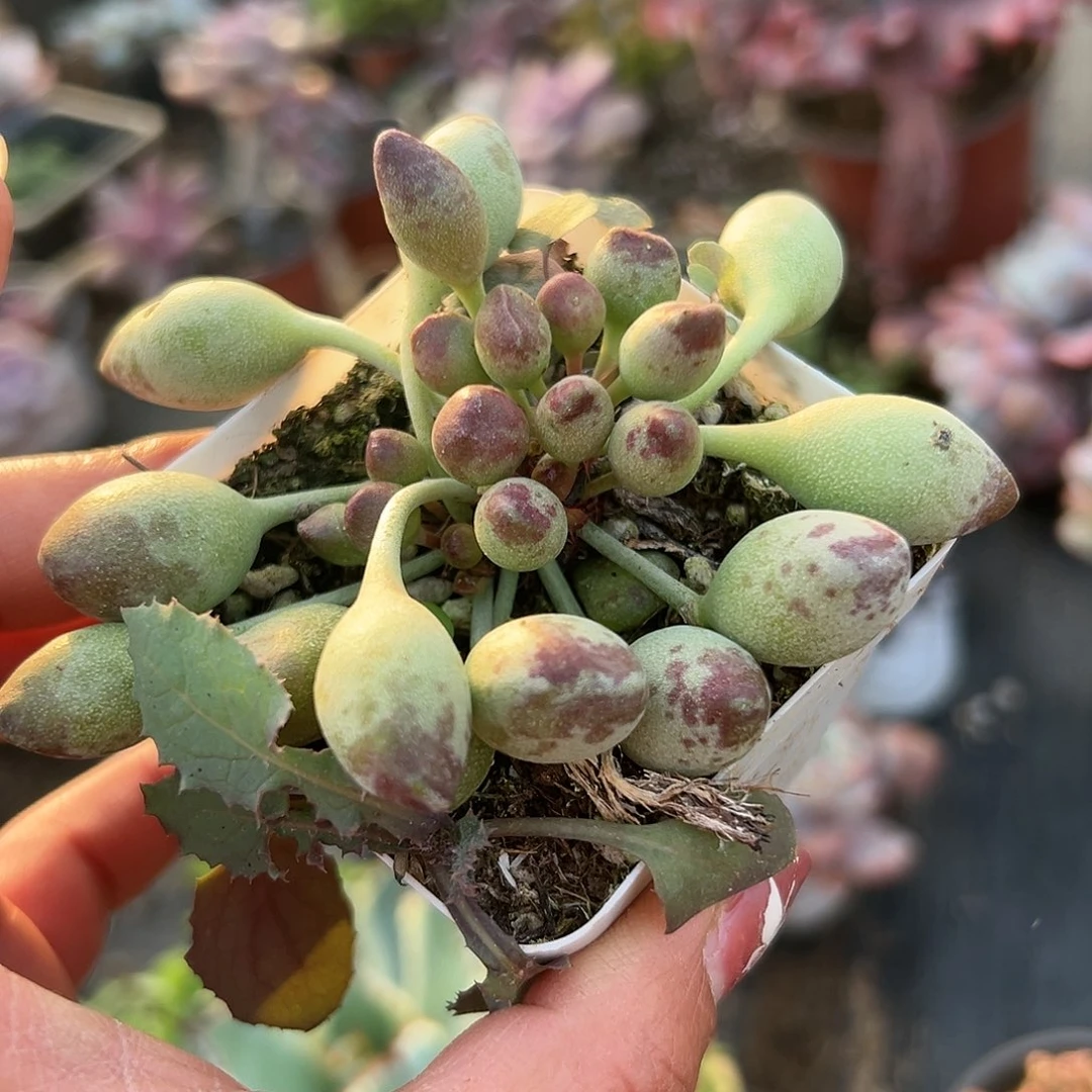 多肉植物多肉植物