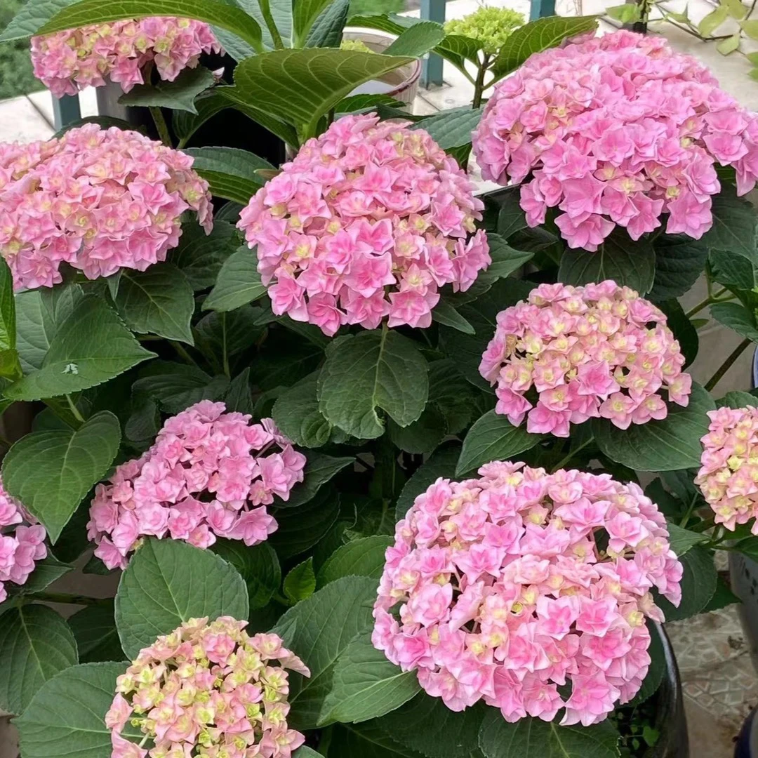 太阳神殿 大3加仑粉色重瓣绣球多年生露天苗带花带花包原盆原土