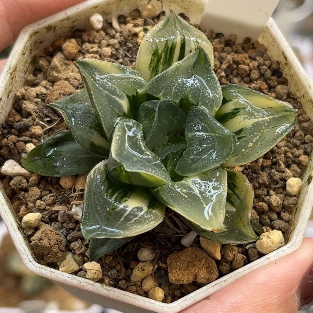 55莫迪卡实生寿锦福利专场