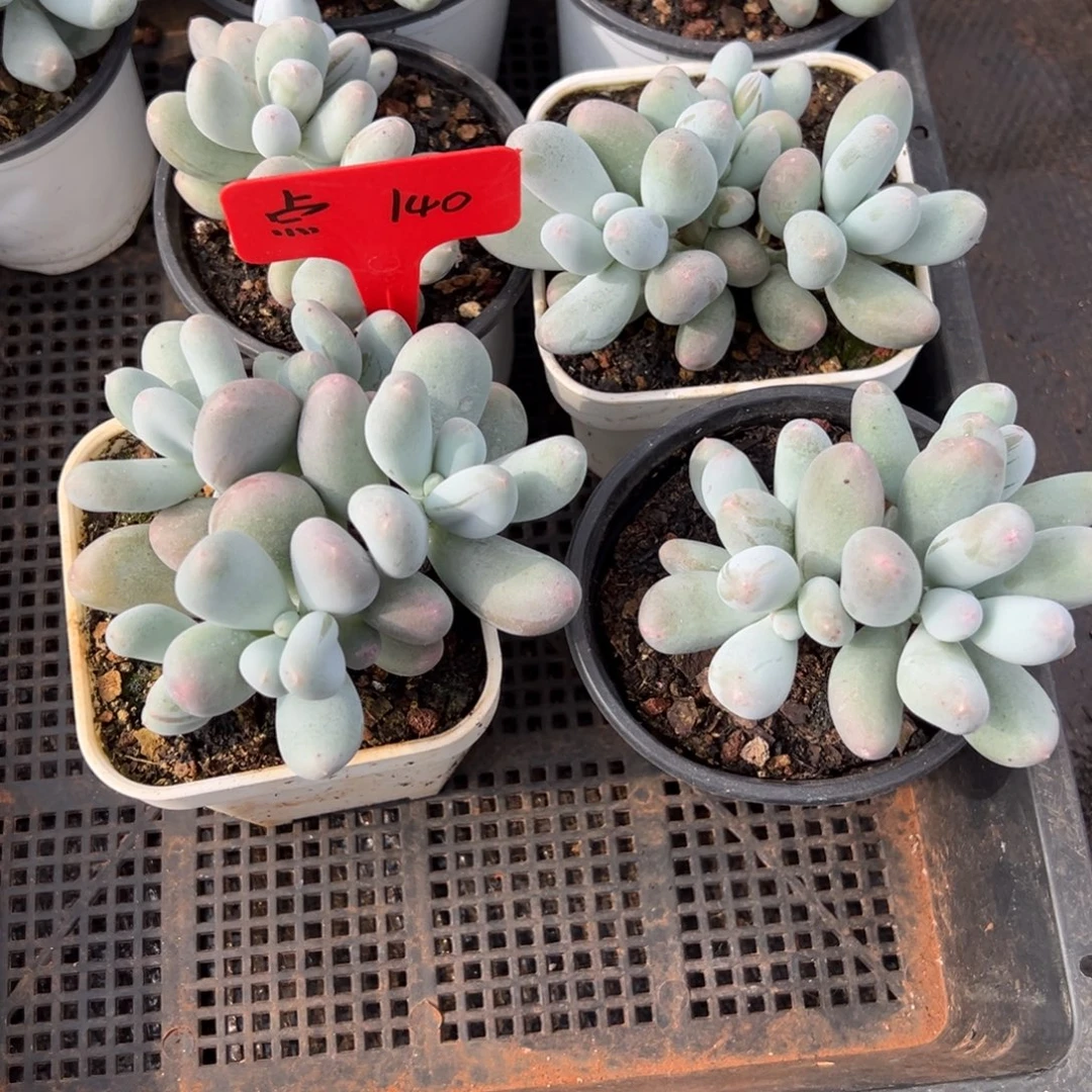 点140。